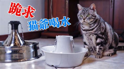 養貓改運 水聲